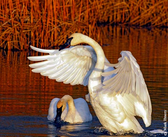 Swan Migration Trip